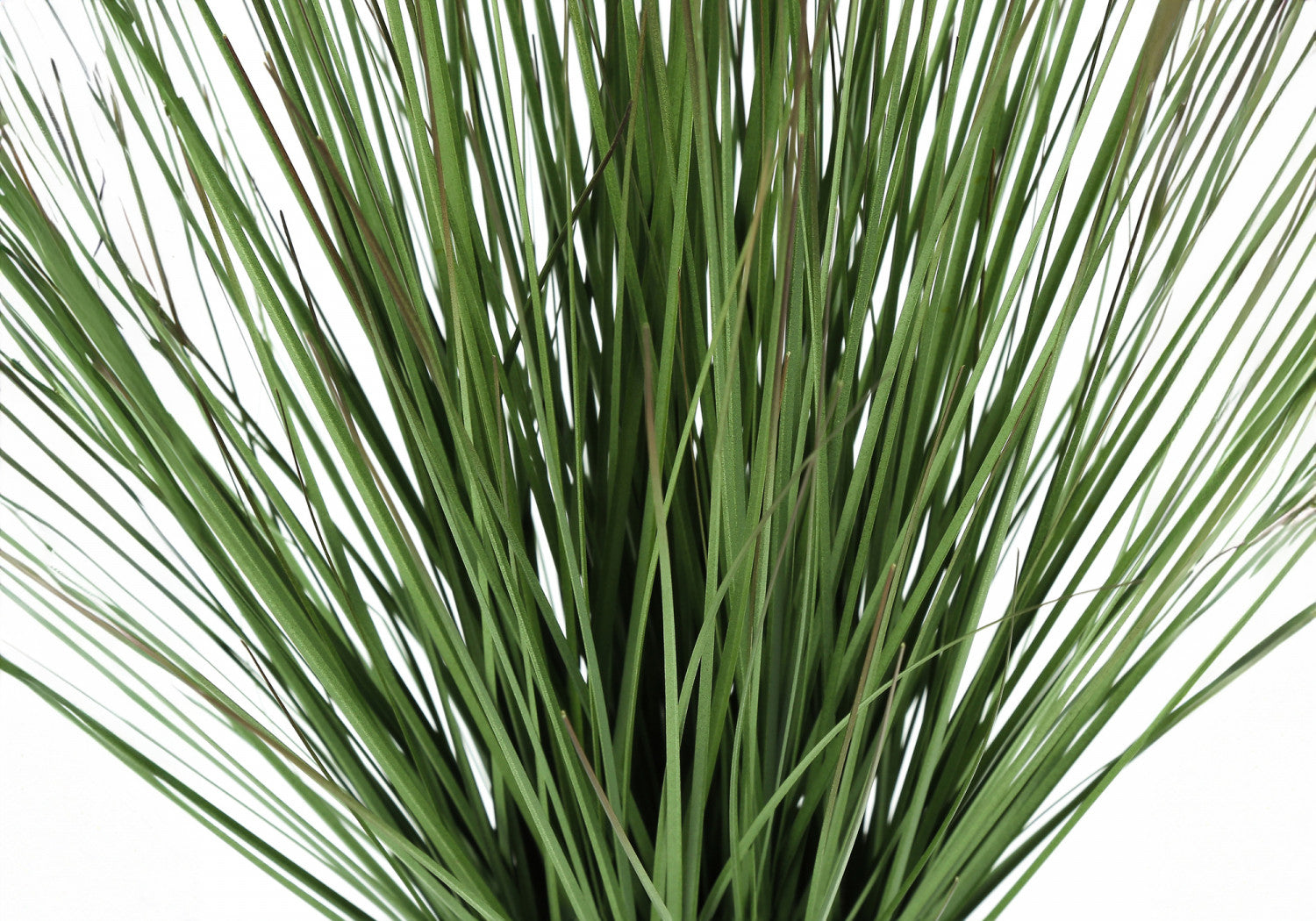21" Grass Plant With 4" White Pot - Green