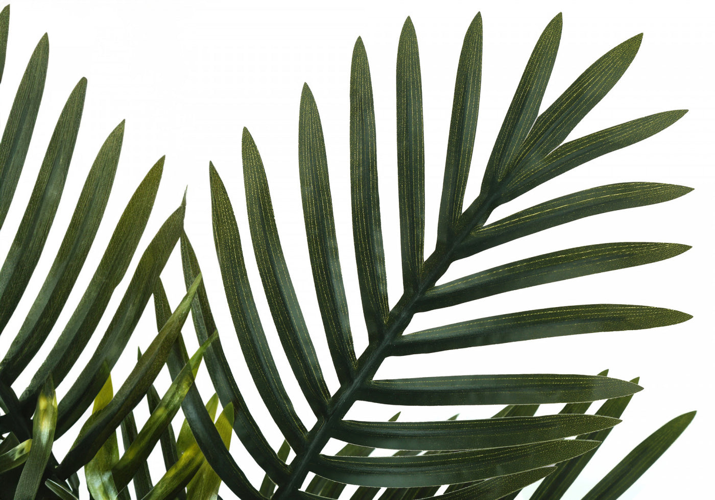 20" Palm Plant With 5" Black Pot - Green