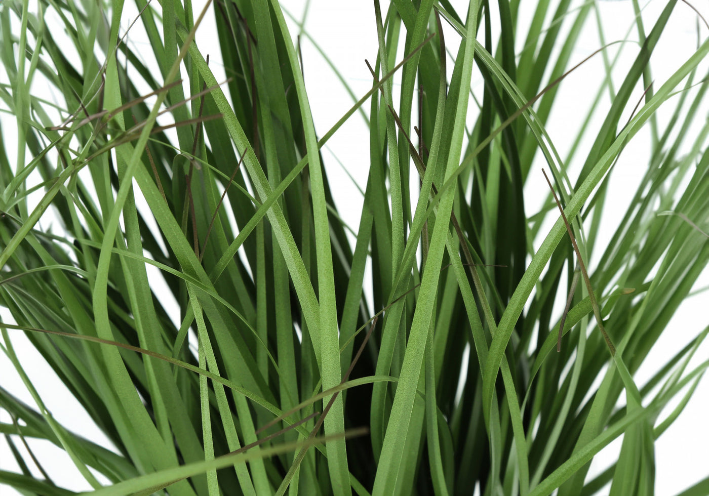 26" Grass Plant With 4" Black Pot - Green