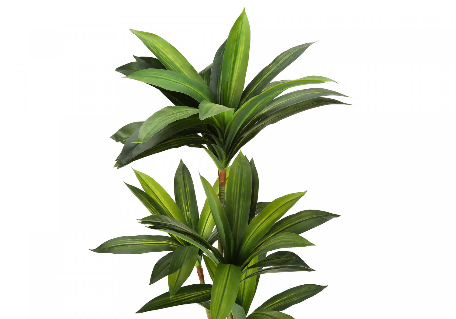 51" Dracaena Plant With 5" Black Pot - Green