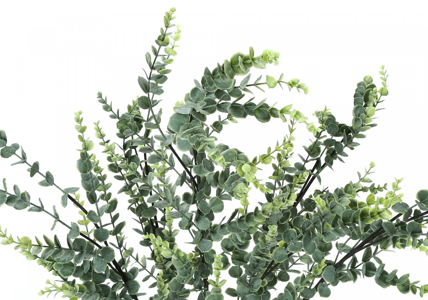 44" Eucalyptus Plant With 5" Black Pot - Green