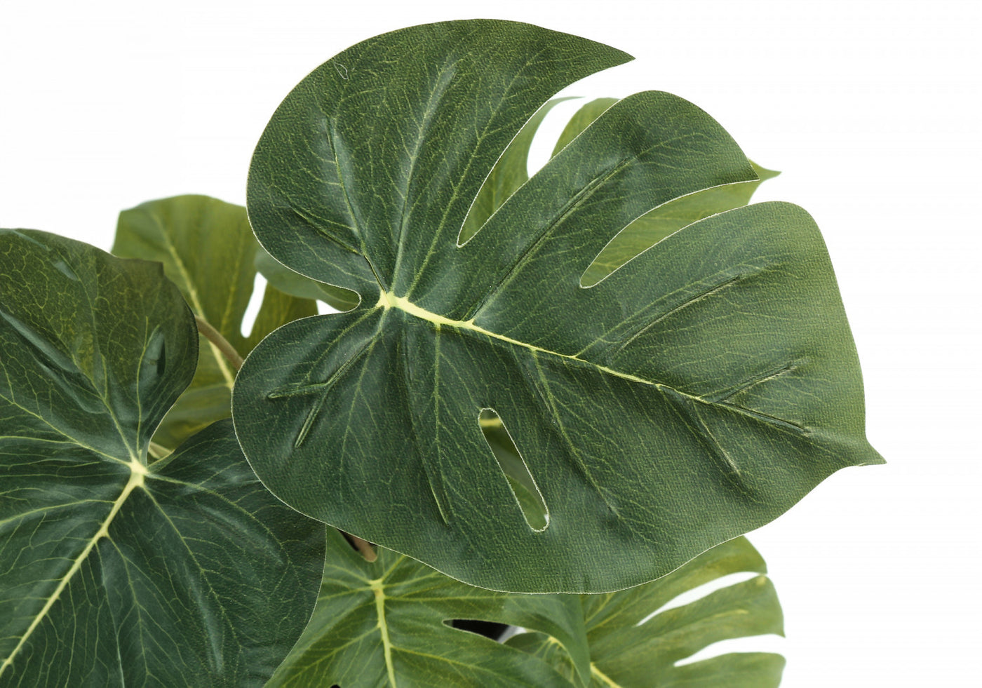13" Monstera and Calathea Plants With 4" Black Pot - Green - Set of Two