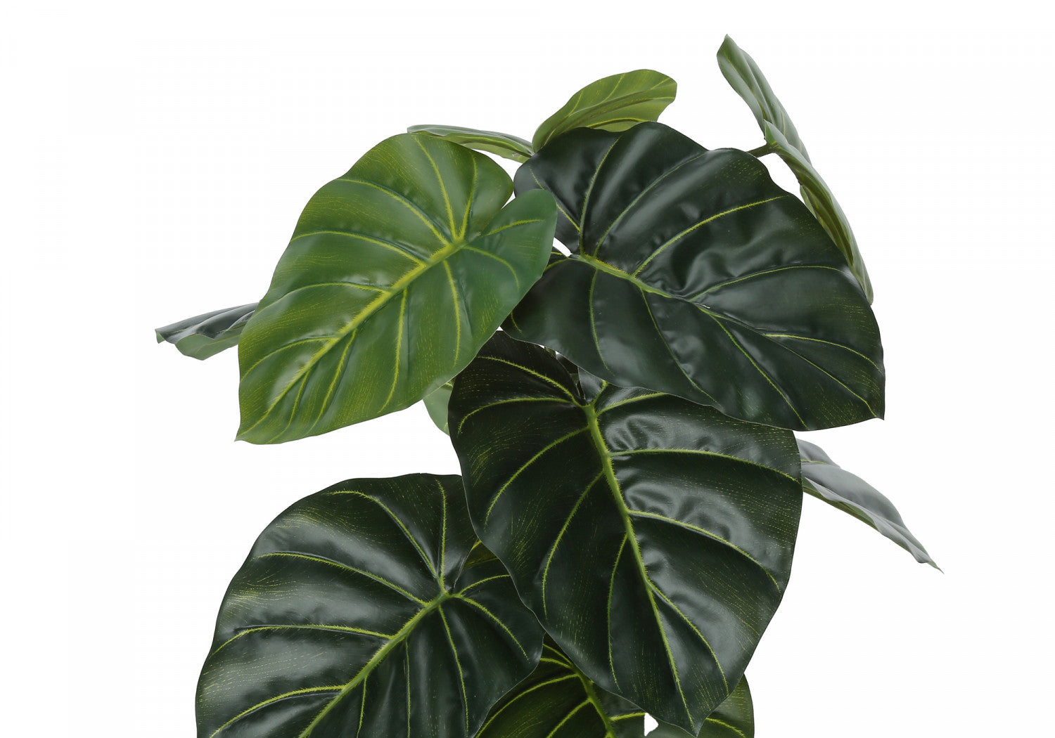 24" Alocasia Plant With 5" Black Pot - Green