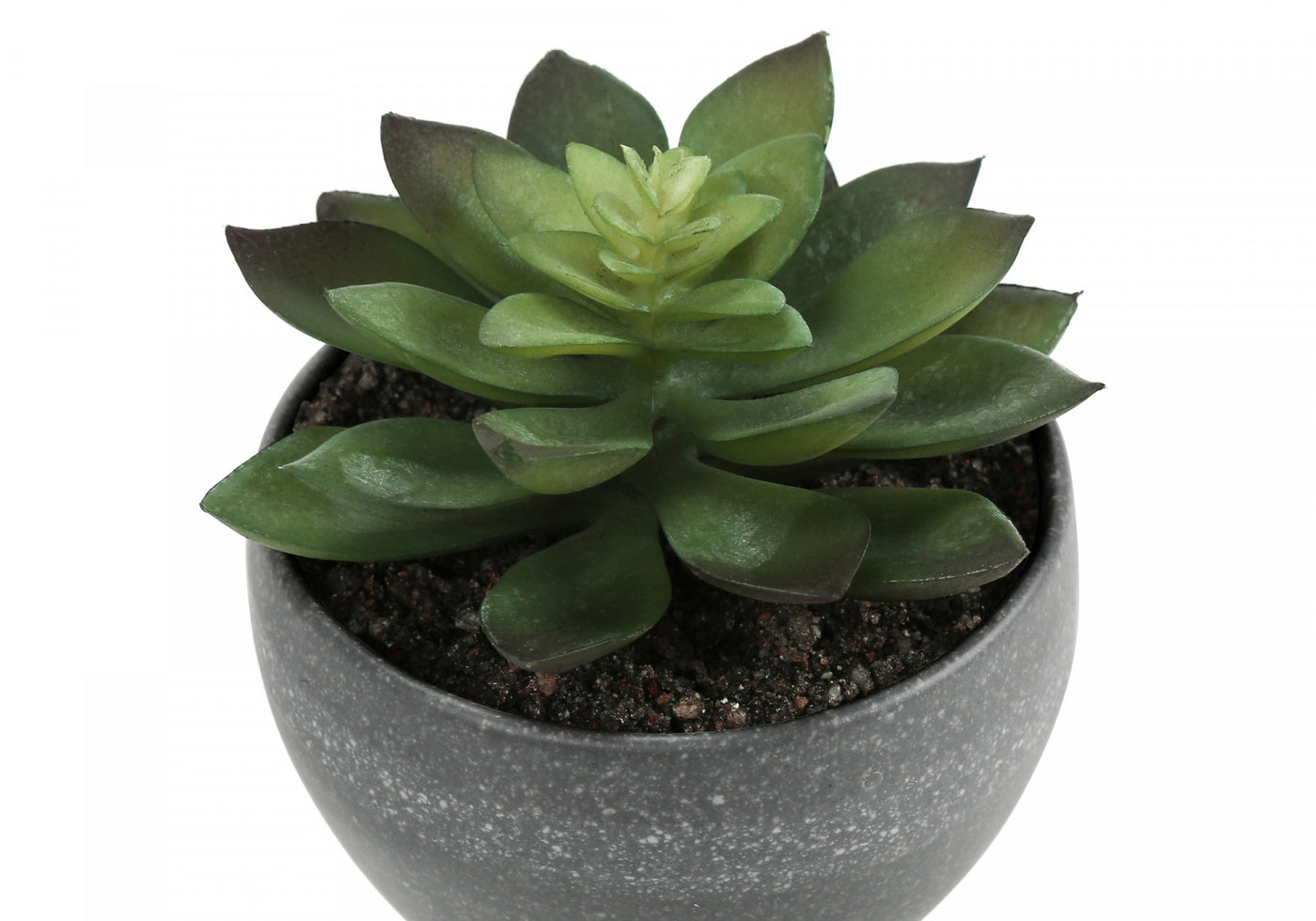 6" Succulent Plant With Grey Pot - Green - Set of Three