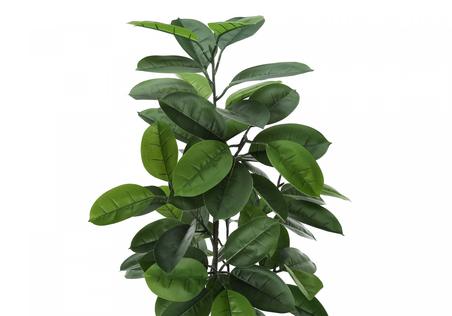 52" Rubber Tree With 5" Black Pot - Green