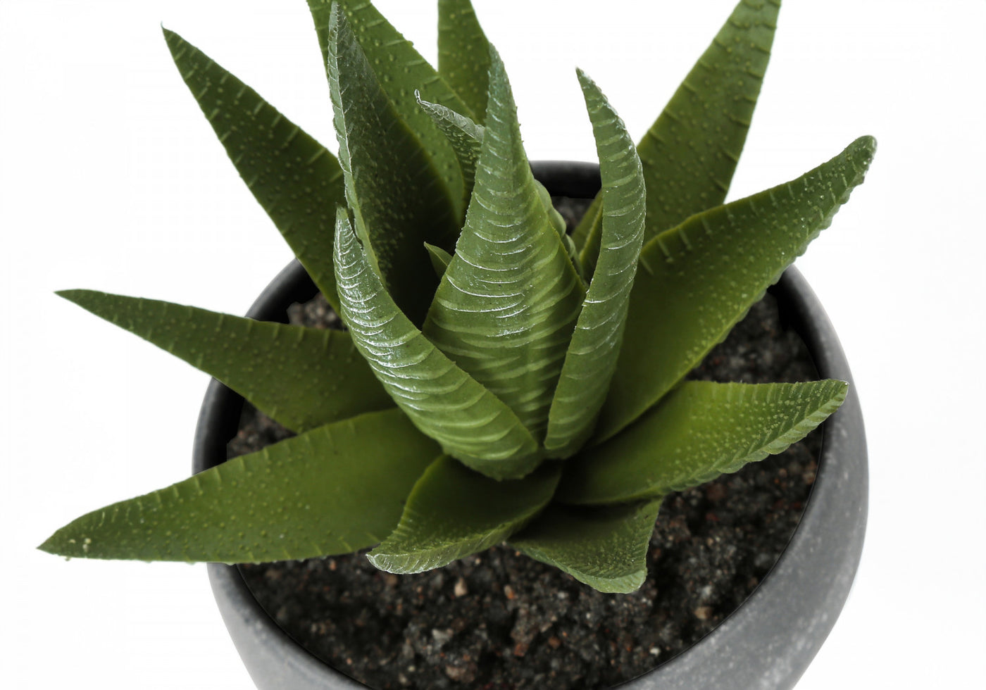 6" Succulent Plant With Grey Pot - Green - Set of Three