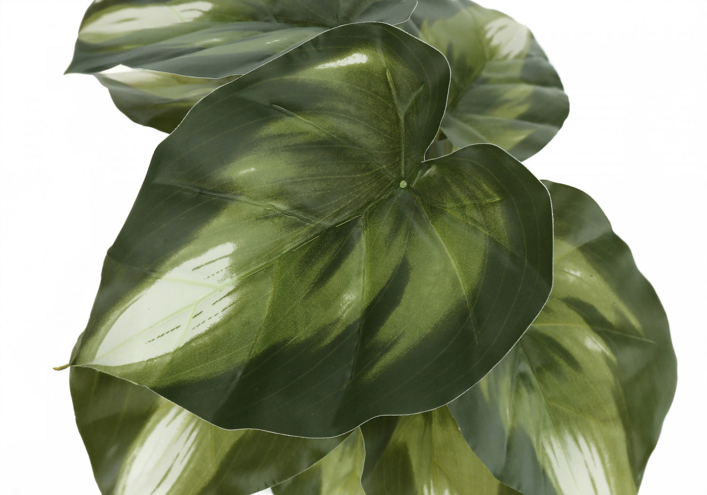 13" Monstera and Calathea Plants With 4" Black Pot - Green - Set of Two
