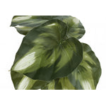 13" Monstera and Calathea Plants with 4" Black Pot - Green - Set of Two