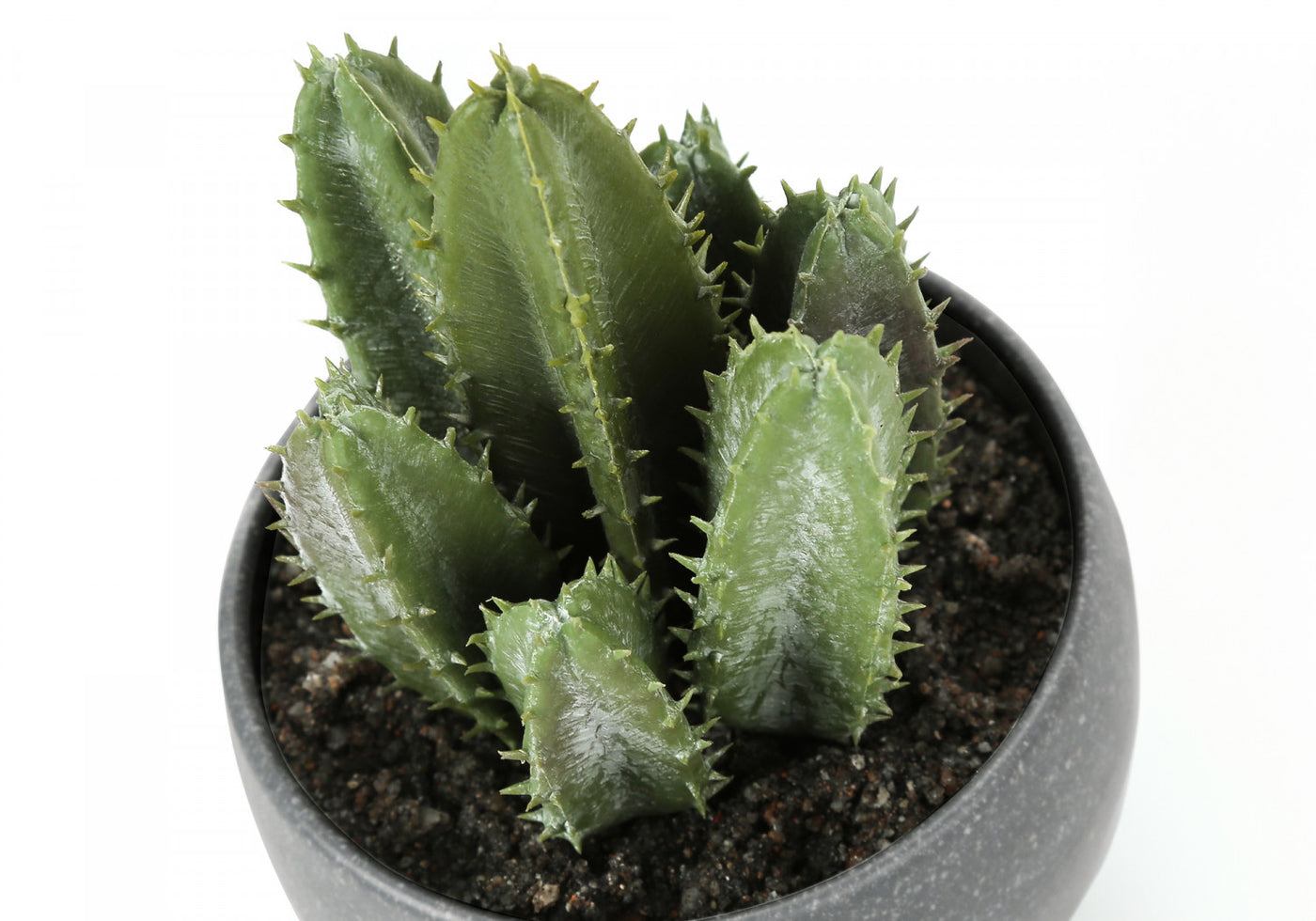 6" Succulent Plant With Grey Pot - Green - Set of Three
