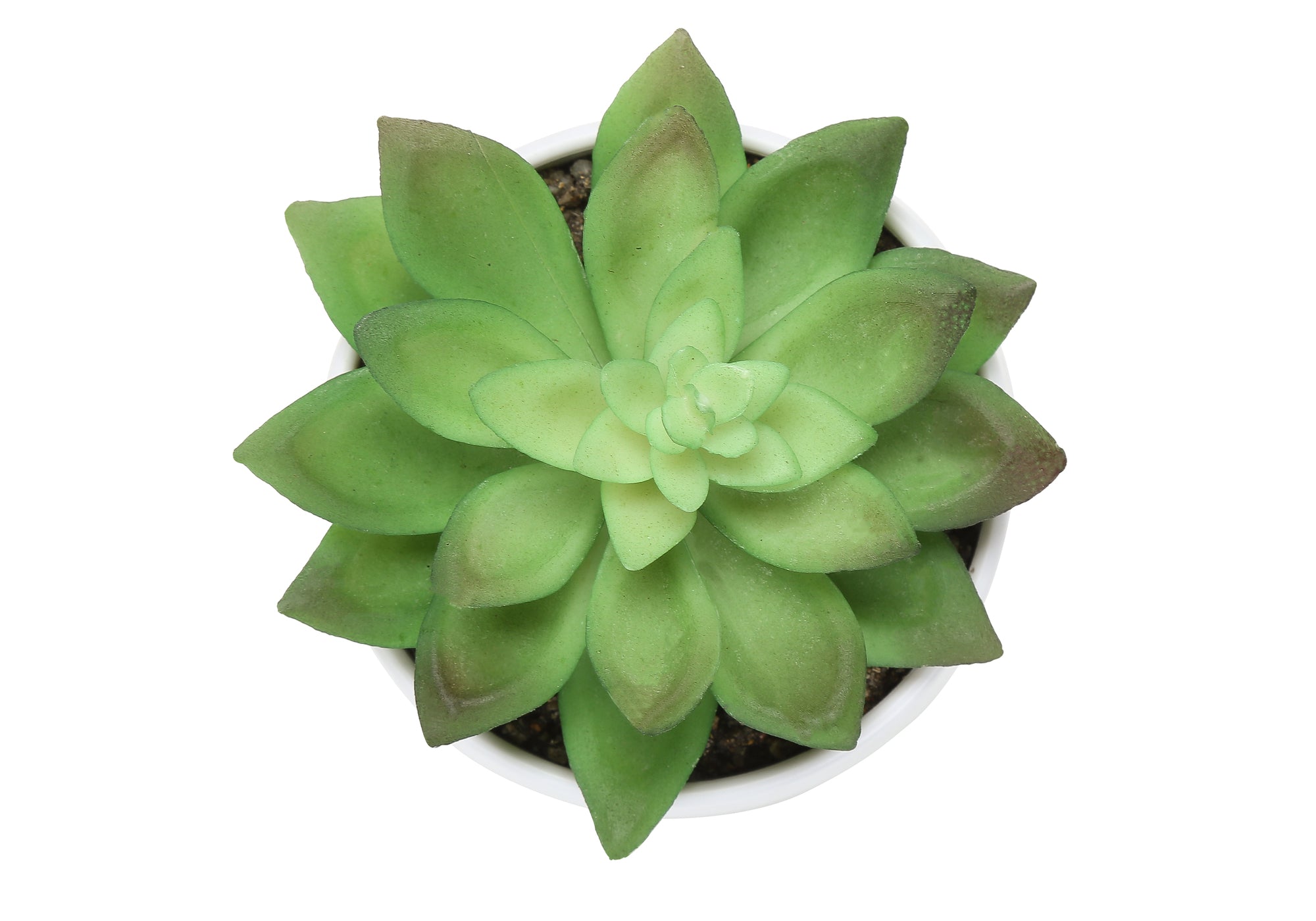 6" Succulent Plant with White Pot - Green - Set of 3