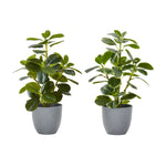14" Ficus Elastica Plant with 4" Grey Pot - Green - Set of Two