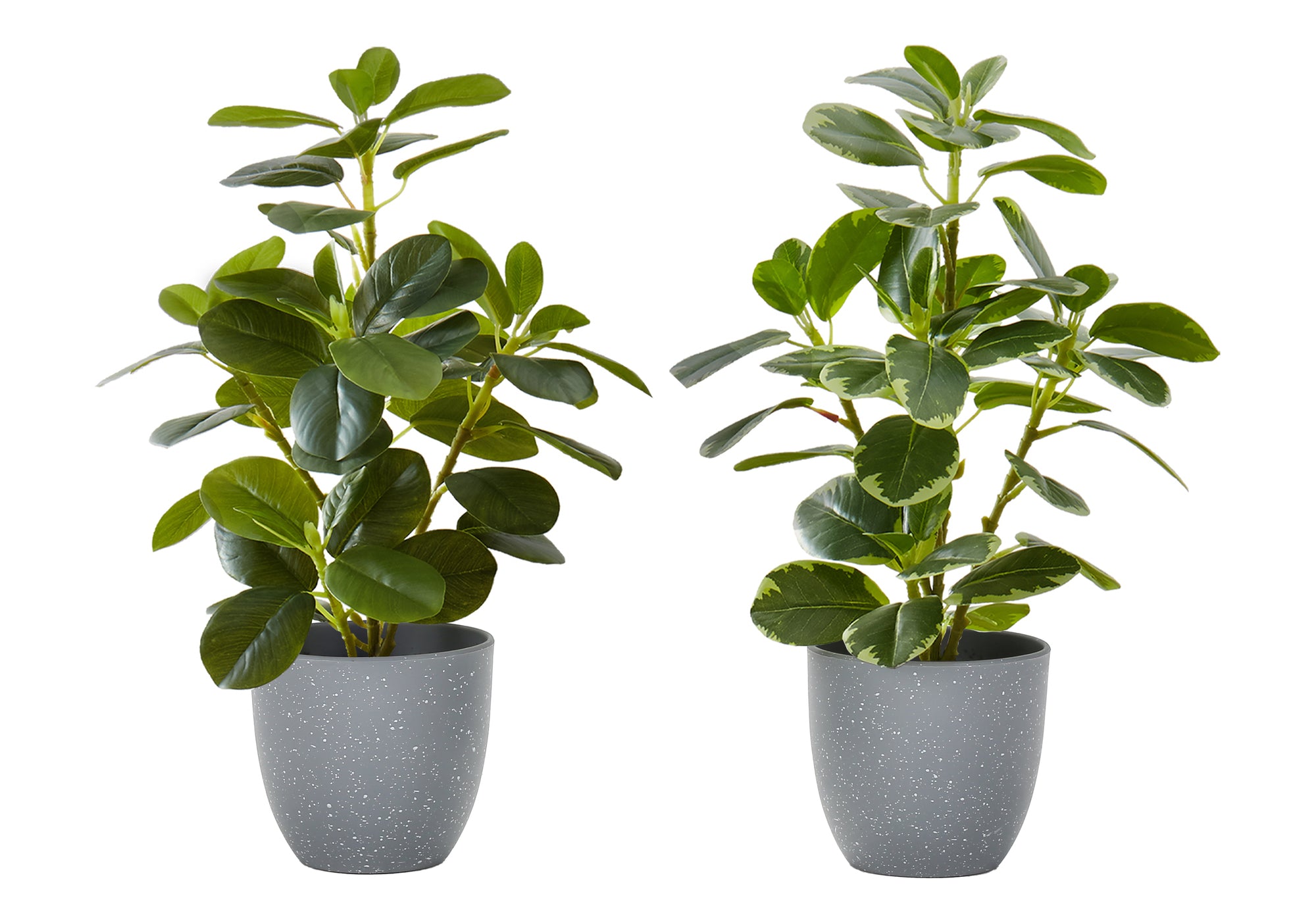 14" Ficus Elastica Plant with 4" Grey Pot - Green - Set of Two