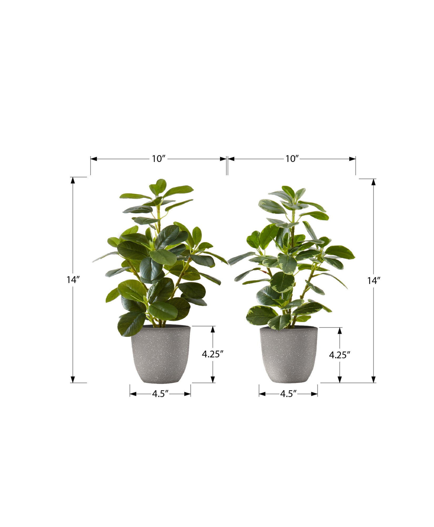 14" Ficus Elastica Plant with 4" Grey Pot - Green - Set of Two