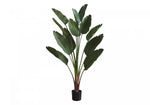 83" Bird Of Paradise Plant With 8" Black Pot - Green
