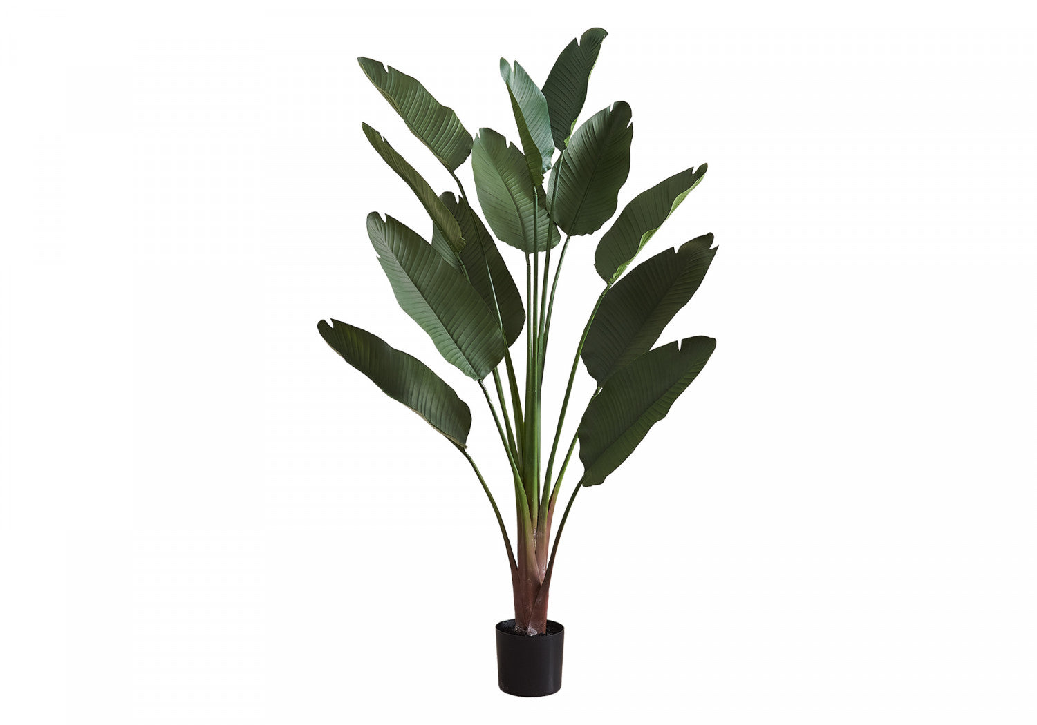 83" Bird Of Paradise Plant With 8" Black Pot - Green