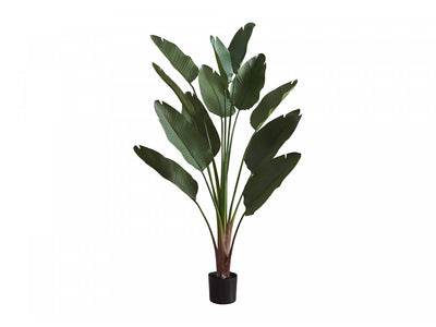 83" Bird Of Paradise Plant With 8" Black Pot - Green