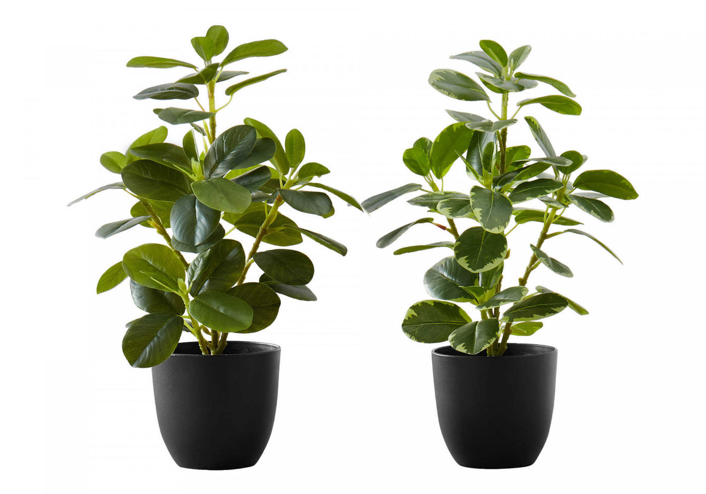 14" Ficus Elastica Plant With 4" Black Pot - Green - Set of Two