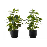 14" Ficus Elastica Plant With 4" Black Pot - Green - Set of Two