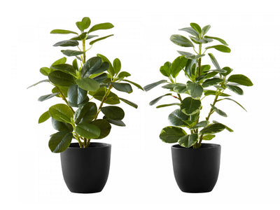 14" Ficus Elastica Plant with 4" Black Pot - Green - Set of Two
