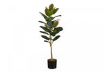 40" Rubber Tree With 5" Black Pot - Green