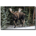 Snowy Stride Wall Art - Brown - 16 X 20