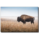 Bison Wanderer Wall Art - Brown - 22 X 28