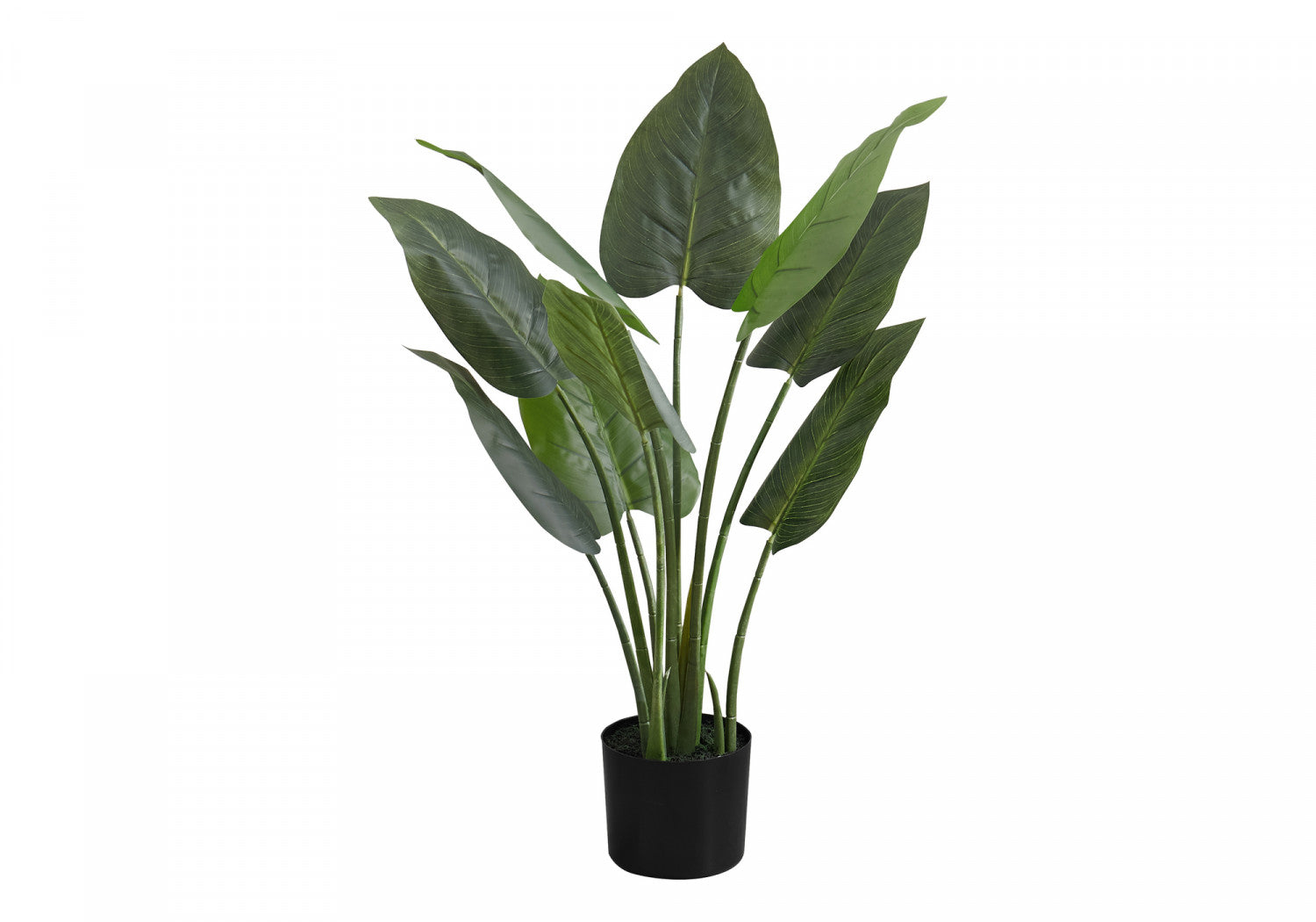 37" Aureum Plant With 5" Black Pot - Green