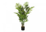 47" Areca Tree With 5" Black Pot - Green