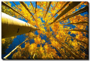 Beneath The Leaves Wall Art - Yellow - 16 X 20
