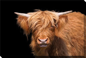 Moo in the Shadows Wall Art - Brown - 16 X 20