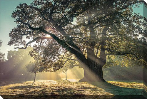 Through the Canopy Wall Art - Multi-Colour - 22 X 28