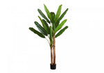 83" Banana Tree With 8" Black Pot - Green