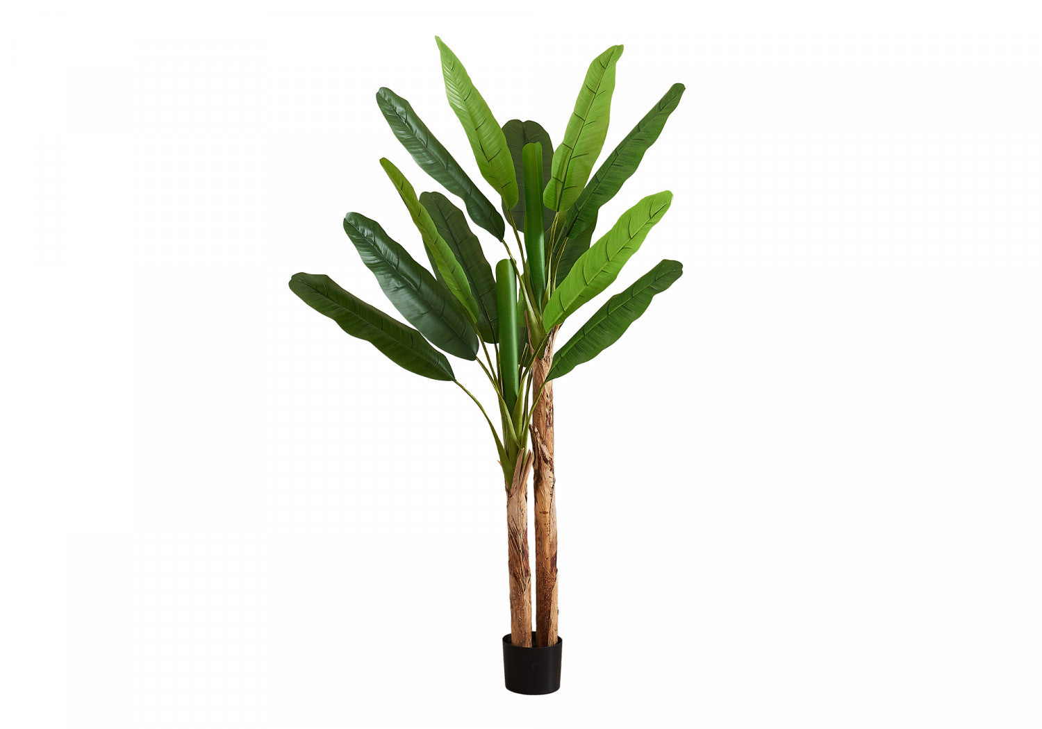 83" Banana Tree With 8" Black Pot - Green
