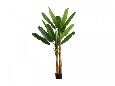 83" Banana Tree With 8" Black Pot - Green