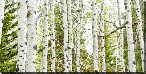 Birch Harmony Wall Art - Green - 20 X 40
