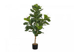 47" Fiddle Tree With 5" Black Pot - Green