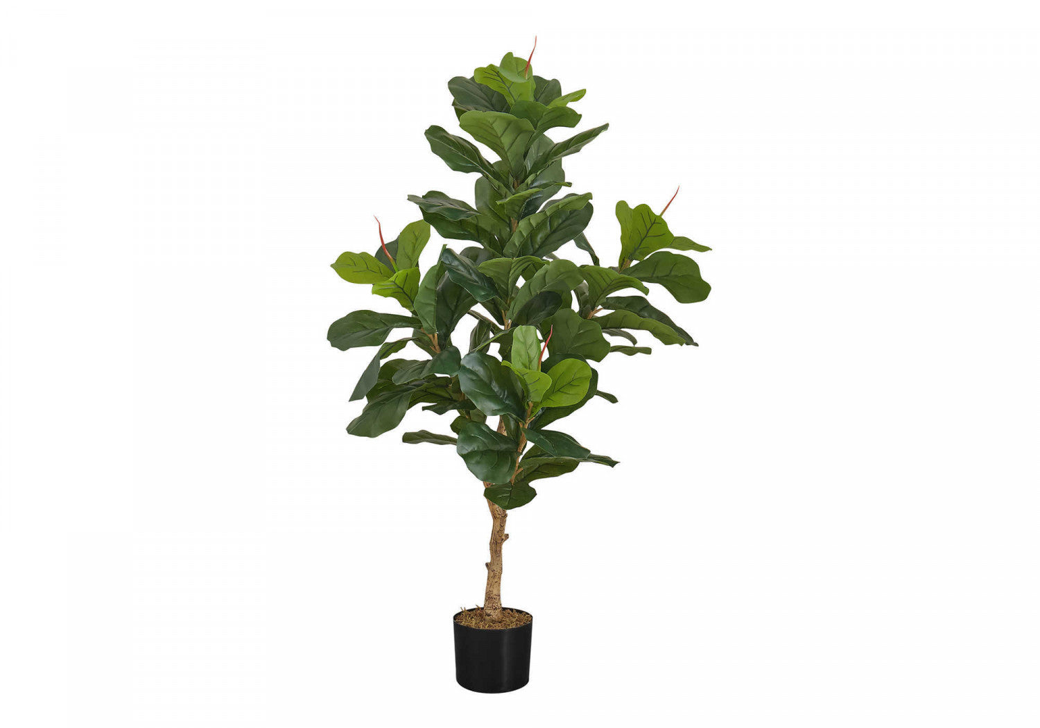 47" Fiddle Tree With 5" Black Pot - Green
