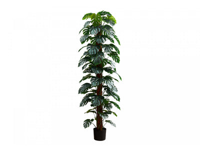 83" Monstera Plant With 8" Black Pot - Green