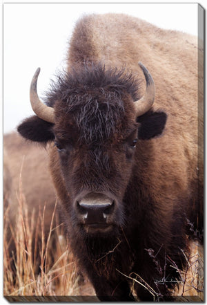 The Stare Art - Brown - 30 X 45