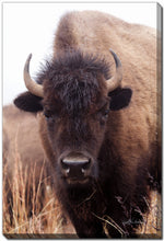 The Stare Art - Brown - 38 X 60