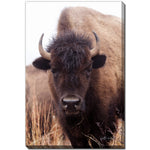 The Stare Art - Brown - 38 X 60