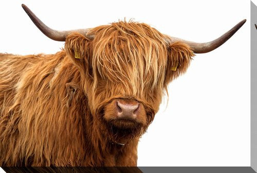 Ginger Pride Wall Art - Brown - 16 X 20