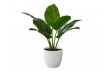 17" Aureum Plant With 5" White Pot - Green