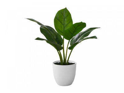 17" Aureum Plant With 5" White Pot - Green