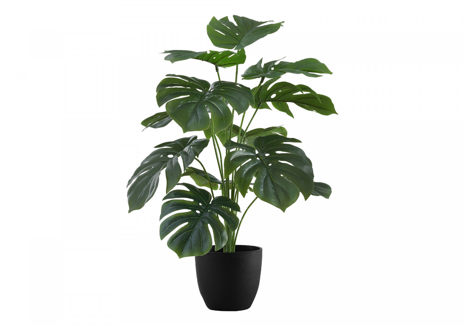 24" Monstera Plant With 5" Black Pot - Green
