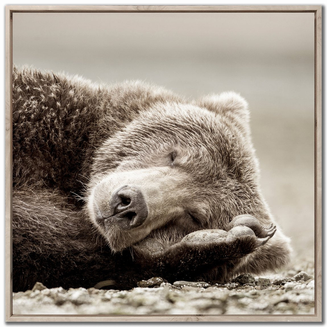 Slumbering Giant Wall Art - Brown - 36 X 36