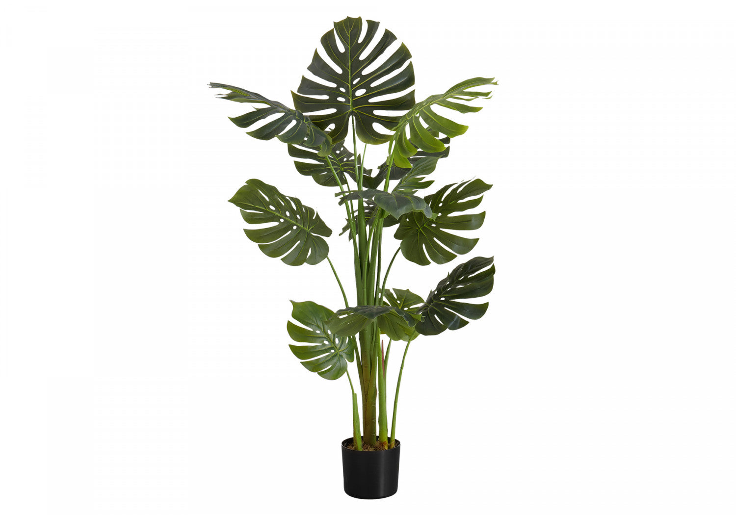 55" Monstera Plant With 6" Black Pot - Green