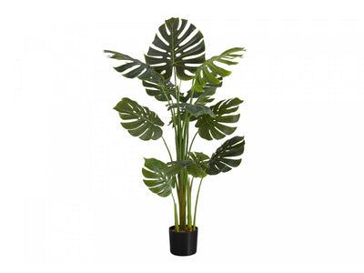 55" Monstera Plant With 6" Black Pot - Green