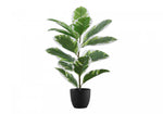 27" Rubber Plant With 5" Black Pot - Green