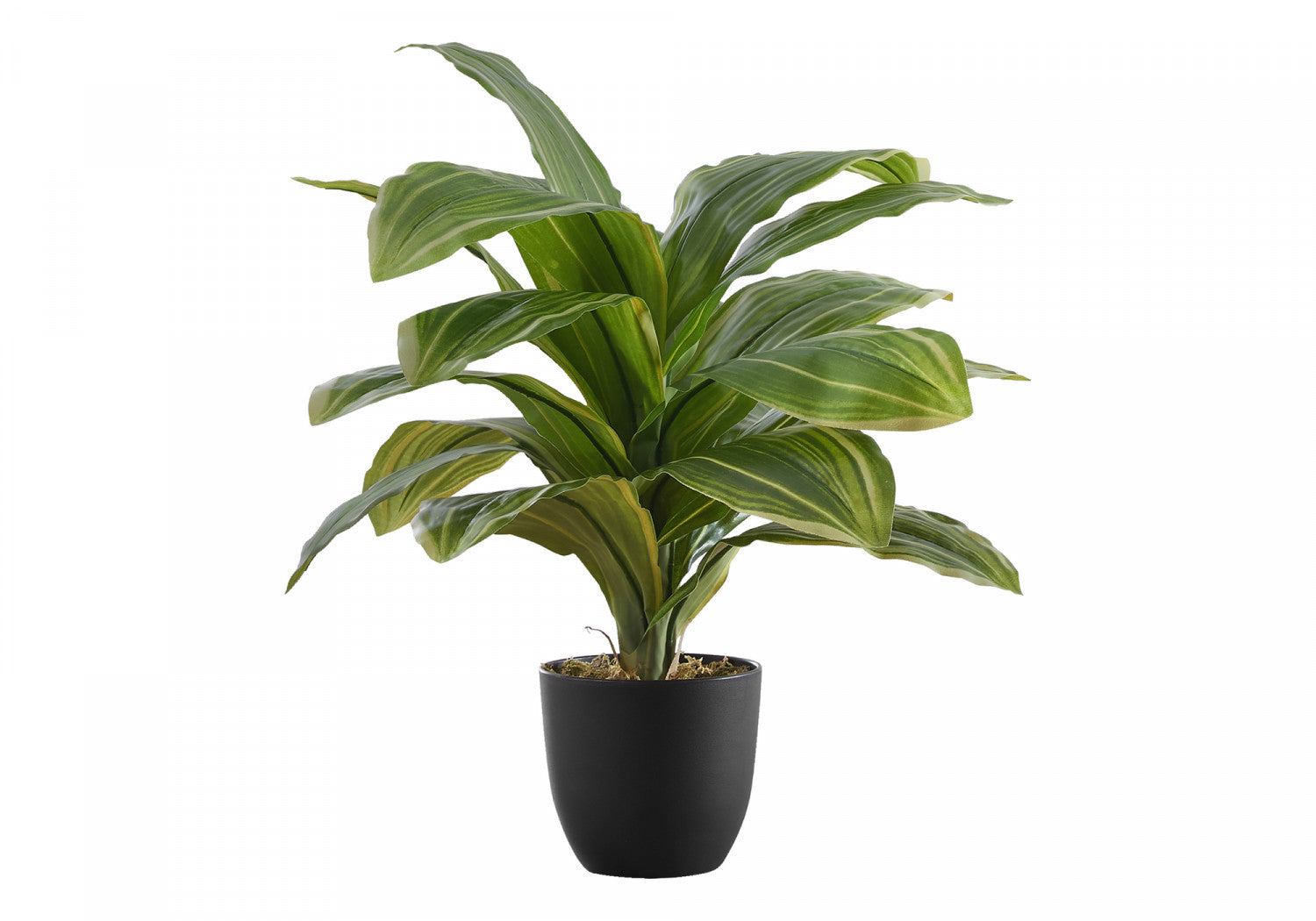 17" Dracaena Plant With 4" Black Pot - Green